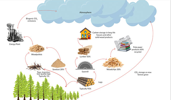 A natural win: wood pellets' role in transitioning from fossil fuels ...