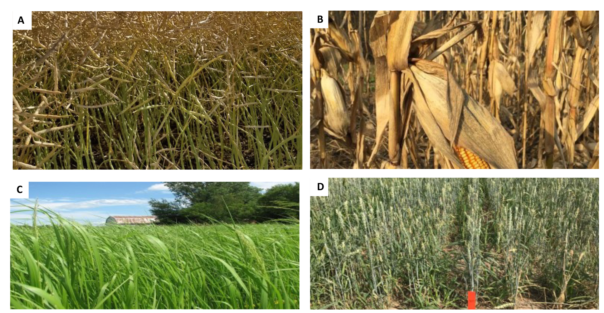 Students create survey to understand challenges facing biomass ...